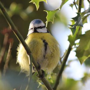 Blue Tit