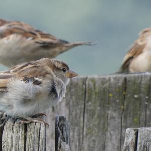 House Sparrow