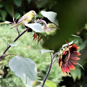 European Greenfinch