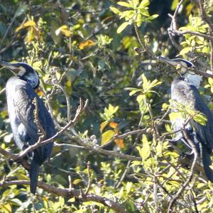 Japanese Cormorant