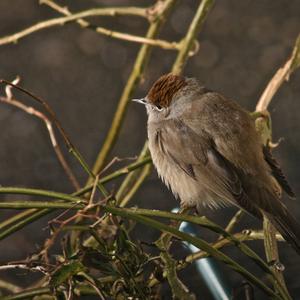 Blackcap