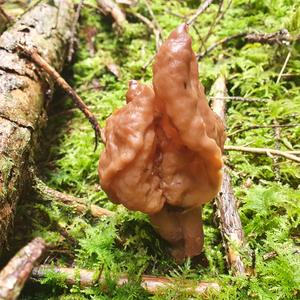 Saddle-shaped False Morel