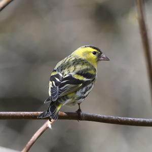 Eurasian Siskin