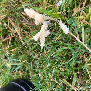 Unknown Species