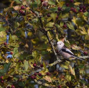 Long-tailed Tit