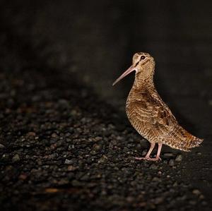 Eurasian Woodcock