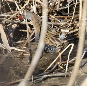 Water Rail