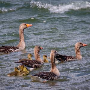 Greylag Goose