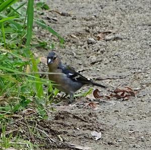 Eurasian Chaffinch