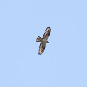 European Honey-buzzard