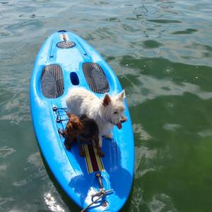 West Highland White Terrier