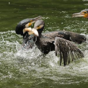 Great Cormorant