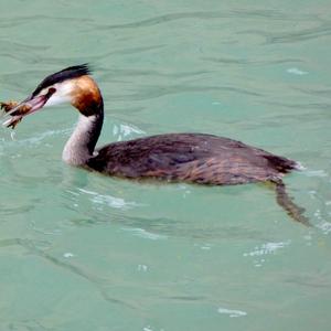 Great Crested Grebe