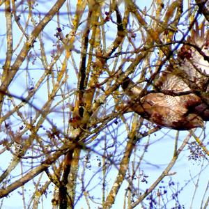 Common Buzzard