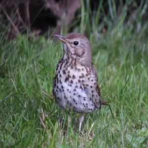 Song Thrush