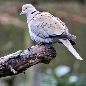 Eurasian Collared-dove