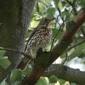 Song Thrush