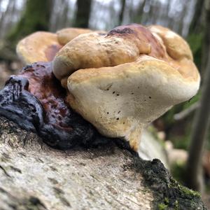 Red-belted Polypore