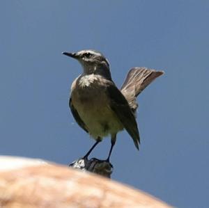 Water Pipit