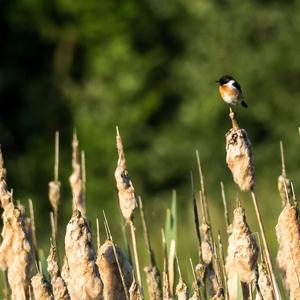 European stonechat