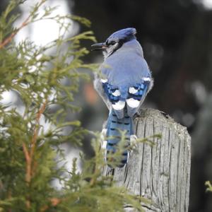 Blue Jay