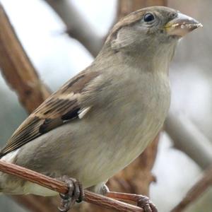 House Sparrow