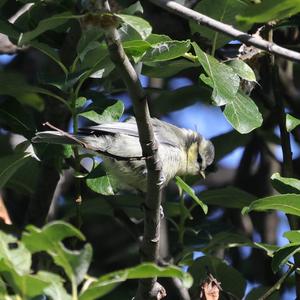 Blue Tit