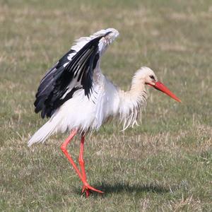 White Stork