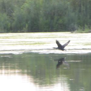 Great Cormorant