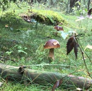 King Bolete