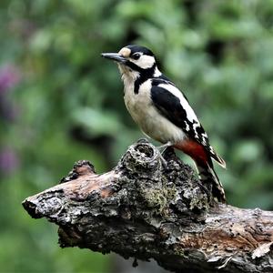 Great Spotted Woodpecker