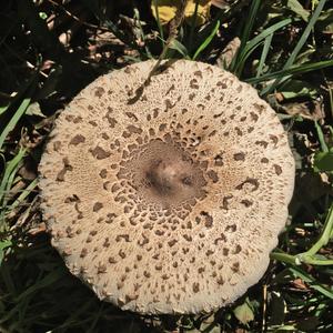 Garden Parasol