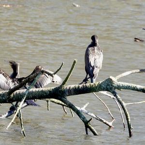 Great Cormorant