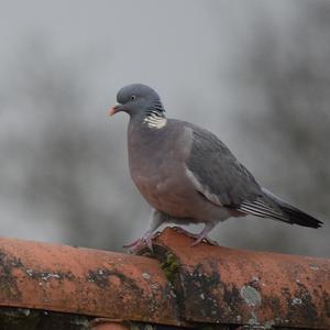 Common Wood-pigeon