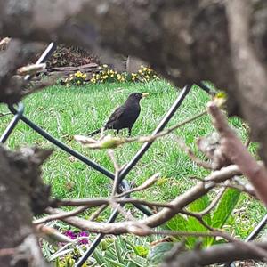 Eurasian Blackbird