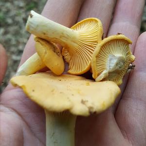 Chanterelle, Common