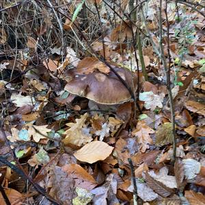 King Bolete