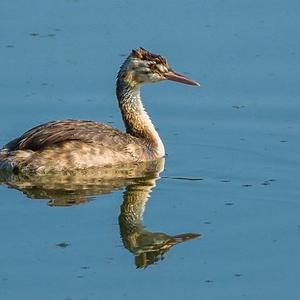 Great Crested Grebe