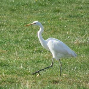 Great Egret