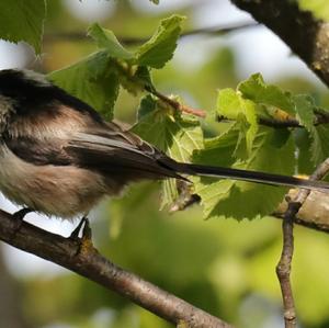 Long-tailed Tit