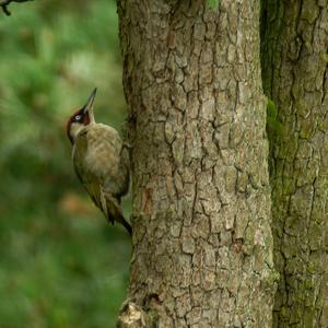 Eurasian Green Woodpecker