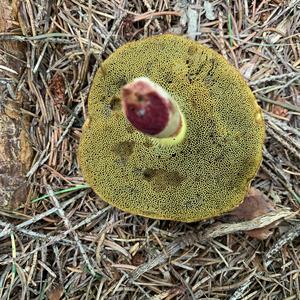 Red-cracked Bolete