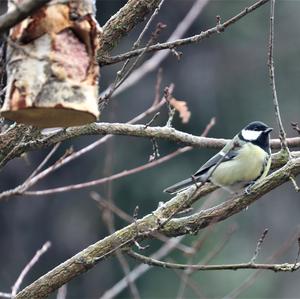 Great Tit