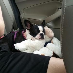 Boston Terrier