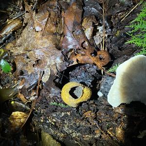 Pigskin Poison Puffball