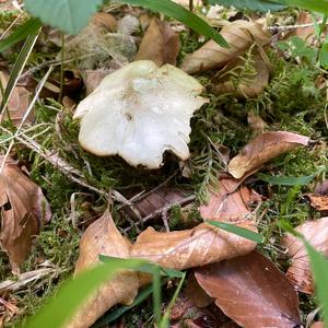 St George`s Mushroom