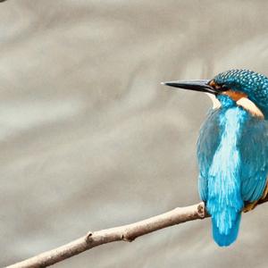 Common Kingfisher