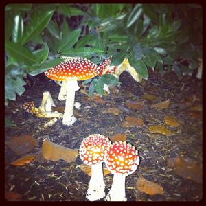 Fly Agaric