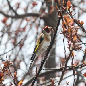 European Goldfinch