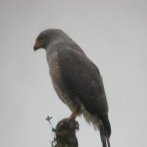 Roadside Hawk